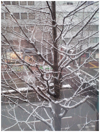 福岡で雪がたくさん降りました。