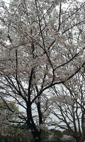 桜20130324_160900.jpg