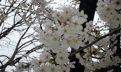 20130324_1609.JPG