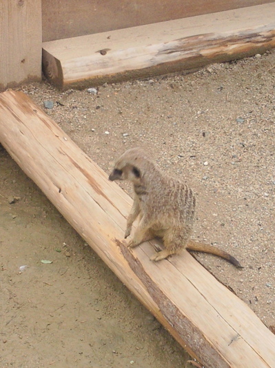 ミーアキャット