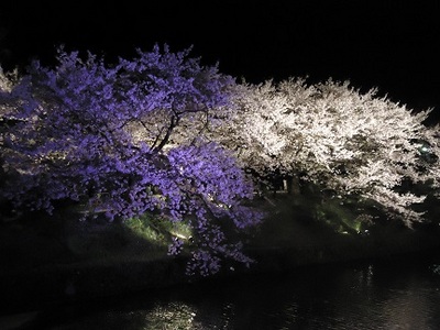 桜.jpg