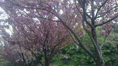 2014041510560000.jpg
