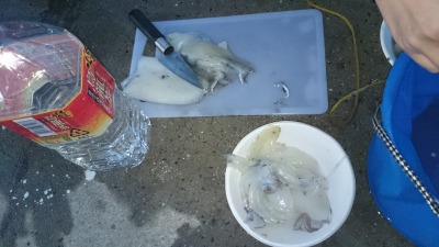烏賊.jpg