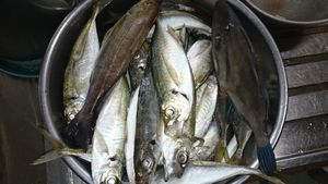 不ね釣果.JPG