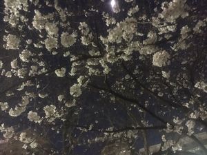 桜　夜.JPG