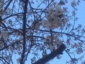桜.JPG