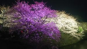 福岡城紫1.JPG