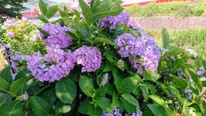 DSC_4121~2.JPG