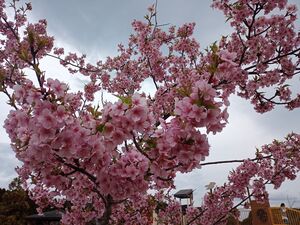 IMG_20220313_160231_680.jpg