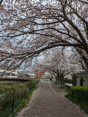 桜1PXL_20240407_074525945.jpg