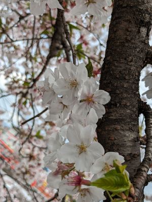 桜3PXL_20240407_034538839.jpg