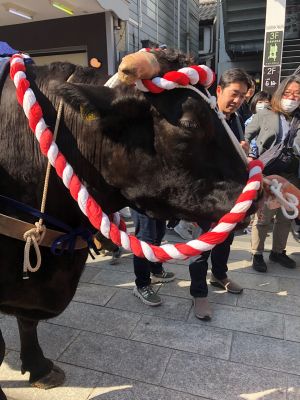 ブログ写真　牛.jpg