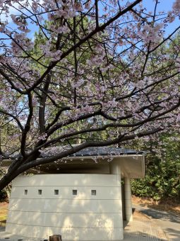 桜咲く