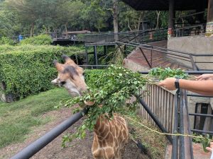キリン.jpg
