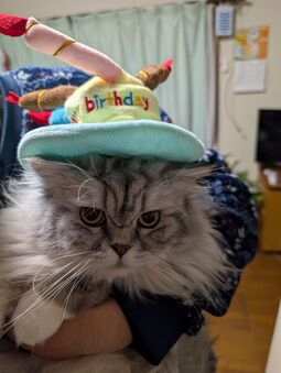 風を切る道と、隣に眠る猫