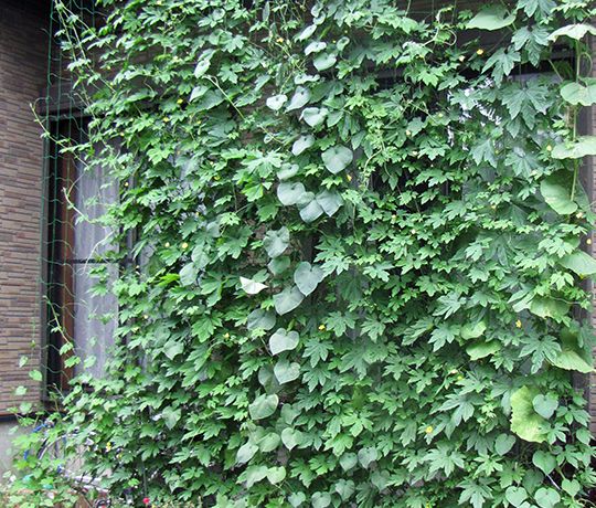 green-curtain.jpg